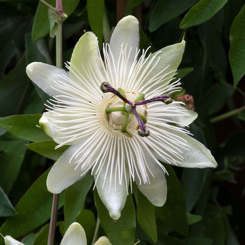Blanco Passiflora Biflora, semillas de flores para siembra, flores blancas elegantes para jardines