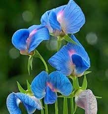 Heirloom lathyrus sativus blume samen for anpflanzung seasonal bloomer heirloom & gmo free samen for home garten
sale for anpflanzung in home garten