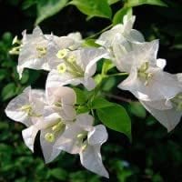 Weiß bougainvillea blume samen for anpflanzung - fragrant blossoms, heirloom & gmo free samen for home garten
sale for anpflanzung in home garten