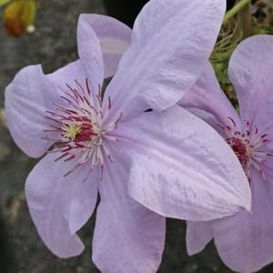Clematis montana blume samen for anpflanzung - easy to grow, heirloom & gmo free samen for home garten
sale samen for anpflanzung in home garten