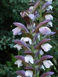 Acanthus mollis blume samen for anpflanzung pollinator friendly heirloom & gmo free samen for home garten
sale for anpflanzung in home garten