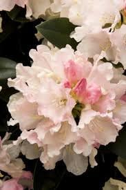 Heirloom rhododendron blume samen for anpflanzung cottage garten essential heirloom & gmo free samen for home garten
sale for anpflanzung in home garten