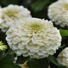 Heirloom weiß zinnia salmon blume samen for anpflanzung vibrant colors heirloom & gmo free samen for home garten
sale for anpflanzung in home garten