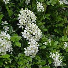 Heirloom murraya blume samen for anpflanzung vibrant colors heirloom & gmo free samen for home garten
sale for anpflanzung in home garten