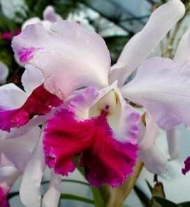 Rosa weiß cattleya hybrida blume samen for anpflanzung - perfect for borders, heirloom & gmo free samen for home garten
sale for anpflanzung in home garten