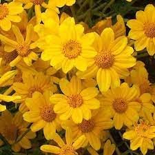 Heirloom sunshine blume samen for anpflanzung cut blume favorite heirloom & gmo free samen for home garten
sale for anpflanzung in home garten