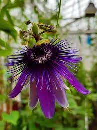 Passiflora blume samen for anpflanzung hardy variety heirloom & gmo free samen for home garten
sale for anpflanzung in home garten