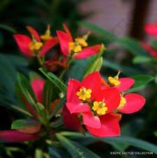 Rot euphorbia blume samen for anpflanzung - cottage garten essential, heirloom & gmo free samen for home garten
sale for anpflanzung in home garten.