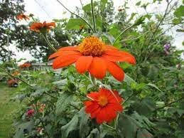Heirloom mexican blume samen for anpflanzung cut blume favorite heirloom & gmo free samen for home garten
sale for anpflanzung in home garten