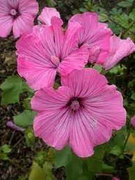 Heirloom lavatera blume samen for anpflanzung pollinator friendly heirloom & gmo free samen for home garten
sale for anpflanzung in home garten