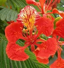 Heirloom gulmohar blume samen for anpflanzung perfect for borders heirloom & gmo free samen for home garten
sale for anpflanzung in home garten