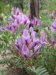 Astragalus crassicarpus blume samen for anpflanzung bright blooms heirloom & gmo free samen for home garten
sale for anpflanzung in home garten