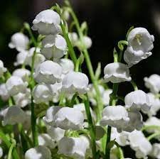 Heirloom valley blume samen for anpflanzung drought tolerant heirloom & gmo free samen for home garten
sale for anpflanzung in home garten