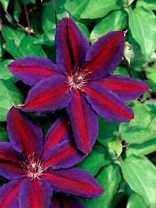 Rot lila clematis blume samen for anpflanzung - low maintenance, heirloom & gmo free samen for home garten
sale for anpflanzung in home garten.