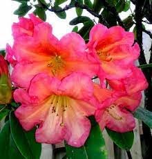 Rhododendron blume samen for anpflanzung long bloom season heirloom & gmo free samen for home garten
sale for anpflanzung in home garten