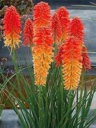 Heirloom poker blume samen for anpflanzung pollinator friendly heirloom & gmo free samen for home garten
sale for anpflanzung in home garten