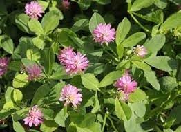 Heirloom persian clover blume samen for anpflanzung hardy variety heirloom & gmo free samen for home garten
sale for anpflanzung in home garten