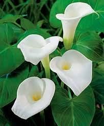 Weiß calla lily blume samen for anpflanzung - colorful display, heirloom & gmo free samen for home garten
sale samen for home garten