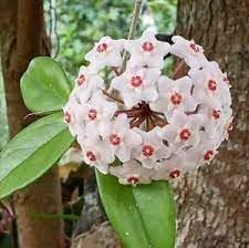 Heirloom hoya orchid blume samen for anpflanzung low maintenance heirloom & gmo free samen for home garten
sale for anpflanzung in home garten
