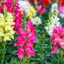 Antirrhinum blume samen for anpflanzung pollinator friendly heirloom & gmo free samen for home garten
sale for anpflanzung in home garten