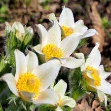 Pasque blume samen for anpflanzung garten favorite heirloom & gmo free samen for home garten
sale for anpflanzung in home garten