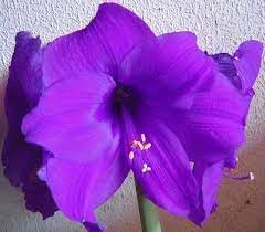 Amaryllis blume samen for anpflanzung drought tolerant heirloom & gmo free samen for home garten
sale for anpflanzung in home garten