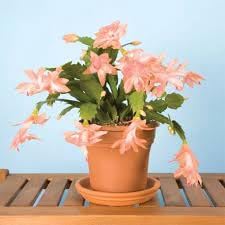 Heirloom (heirloom schlumbergera) samen for anpflanzung in home garten