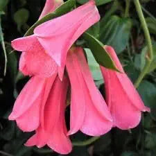 Rare chilean bellflower samen for evergreen diy garten pflanzen