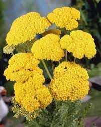 Achillea blume samen for anpflanzung compact growth heirloom & gmo free samen for home garten
sale for anpflanzung in home garten