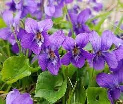 Heirloom viola odorata blume samen for anpflanzung perfect for borders heirloom & gmo free samen for home garten
sale for anpflanzung in home garten