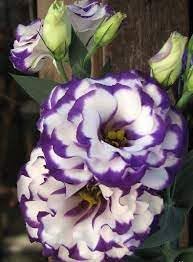 Weiß & blau eustoma (lisianthus) blume samen for anpflanzung - seasonal bloomer, heirloom & gmo free samen for home garten
sale samen for home garten