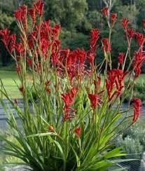 Anigozanthos flavidus blume samen for anpflanzung colorful display heirloom & gmo free samen for home garten
sale for anpflanzung in home garten