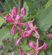 Heirloom lonicera tatarica blume samen for anpflanzung fragrant blossoms heirloom & gmo free samen for home garten
sale for anpflanzung in home garten