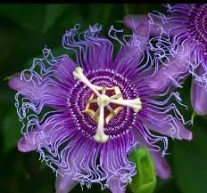 Passion blume samen for anpflanzung low maintenance heirloom & gmo free samen for home garten
sale for anpflanzung in home garten