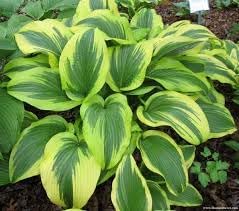 Heirloom montana hosta samen blume samen for anpflanzung wildflower mix heirloom & gmo free samen for home garten
sale for anpflanzung in home garten