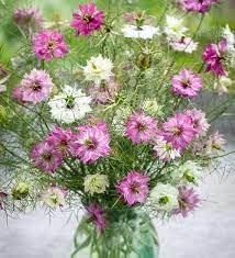 Heirloom nigella damascus blume samen for anpflanzung bright blooms heirloom & gmo free samen for home garten
sale for anpflanzung in home garten