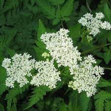 Heirloom sweet cicely blume samen for anpflanzung seasonal bloomer heirloom & gmo free samen for home garten
sale for anpflanzung in home garten