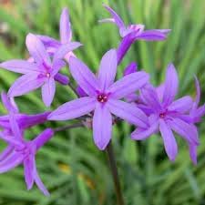 Heirloom tulbaghia blume samen for anpflanzung wildflower mix heirloom & gmo free samen for home garten
sale for anpflanzung in home garten