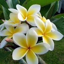 Plumeria blume samen for anpflanzung - shade tolerant, heirloom & gmo free samen for home garten
sale samen for home garten