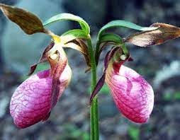 Heirloom lady's slipper orchid blume samen for anpflanzung bright blooms heirloom & gmo free samen for home garten
sale for anpflanzung in home garten