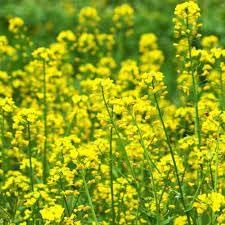 Rapeseed blume samen for anpflanzung - sun loving, heirloom & gmo free samen for home garten
sale samen for anpflanzung in home garten
