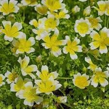 Heirloom limnanthes douglasii blume samen for anpflanzung garten favorite heirloom & gmo free samen for home garten
sale for anpflanzung in home garten