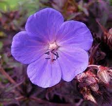 Heirloom geranium pratense blume samen for anpflanzung bright blooms heirloom & gmo free samen for home garten
sale for anpflanzung in home garten