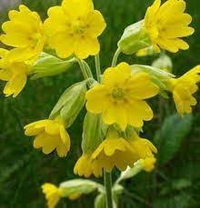 Heirloom veris blume samen for anpflanzung wildflower mix heirloom & gmo free samen for home garten
sale for anpflanzung in home garten