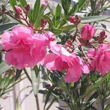 Heirloom nerium blume samen for anpflanzung vibrant colors heirloom & gmo free samen for home garten
sale for anpflanzung in home garten