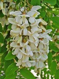 Pseudoacacia blume samen for anpflanzung cottage garten essential heirloom & gmo free samen for home garten
sale for anpflanzung in home garten