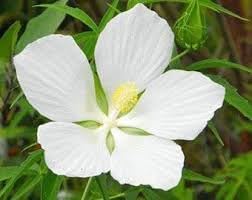 Heirloom texas star hibiscus blume samen for anpflanzung cottage garten essential heirloom & gmo free samen for home garten
sale for anpflanzung in home garten