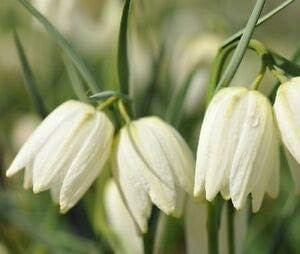 Semillas de flores de Fritillaria Imperial Wang blancas para sembrar, espectáculo de colores, variedad tradicional y sin transgénicos, semillas para el jardín doméstico