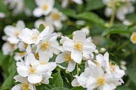 Heirloom philadelphus lewisii blume samen for anpflanzung easy to grow heirloom & gmo free samen for home garten
sale for anpflanzung in home garten