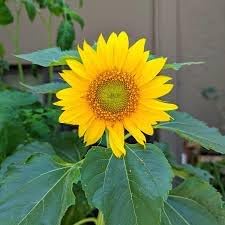 Heirloom sunflower blume samen for anpflanzung drought tolerant heirloom & gmo free samen for home garten
sale for anpflanzung in home garten